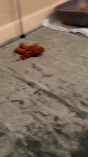 Cutest Cat Fight Compilation - Shenanigans and Munchkin Kittens