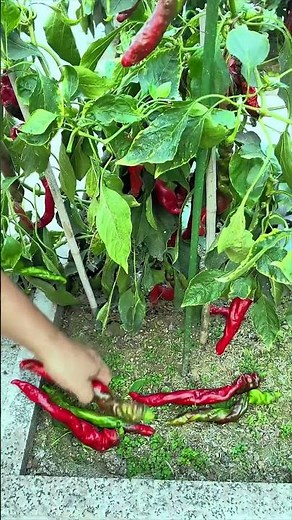 I have a small vegetable garden, and planting and harvesting vegetables
