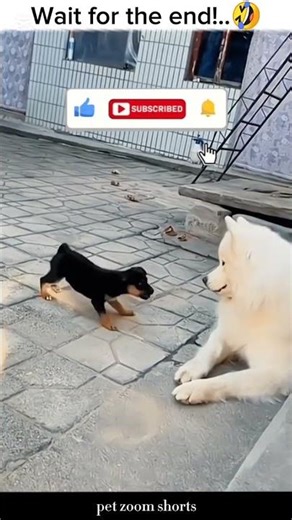 Try Not To Laugh! 😂 Best Funny Pet Moments 2026 #Viral #FunnyDogs