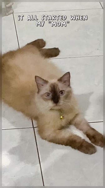 Mix breed #Cat #Himalayan #birman #bombaycat #CapCut