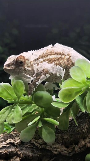 Female Panther Chameleon bursting out of her skin. Skin shedding is a weird process.and it varies reptile to reptile. Chameleons go for the full on skin explosion style. #reptileshop #pets #animals #UK #pet #animal #Chameleon #pantherchameleon | Webbs Reptile Shop