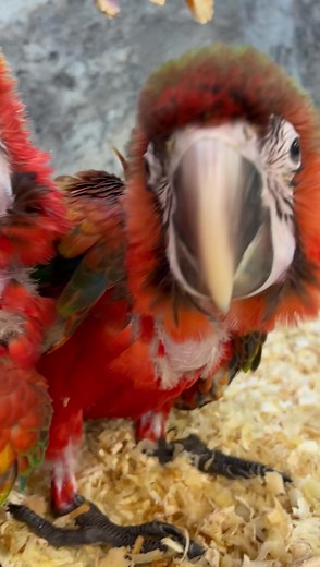 4.1K views · 349 reactions | Our beautiful Camelot Macaws! These guys...