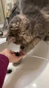 A good helper 🐱 #cat #catsoftiktok #cute #funny #interesting 副本