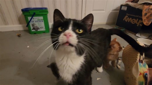 Ten kittens were raised together… two mommas took charge