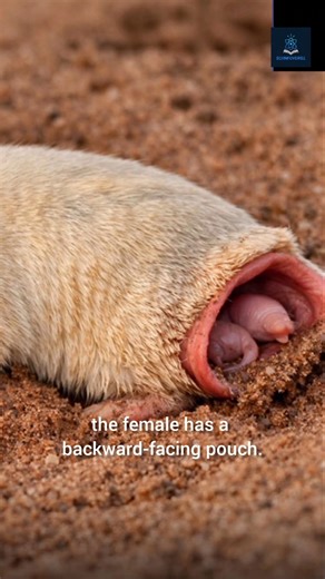 Marsupial Mole: The Underground Mammal with a Backward Pouch!