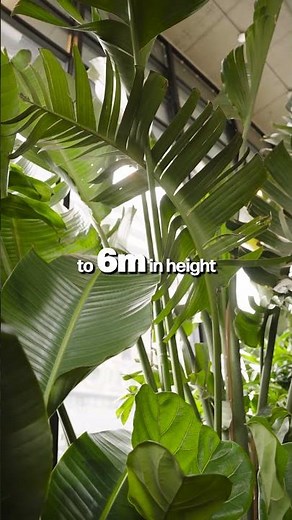 🌞✨ What you need to know to help your Bird of Paradise thrive #plantssparkjoy #indoorjungle