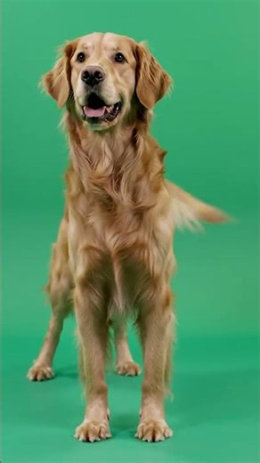 dog dance in green screen background #chromakey #greenscreen #dog