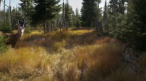 Camera Trap on a Deer Path – Here’s What It Captured