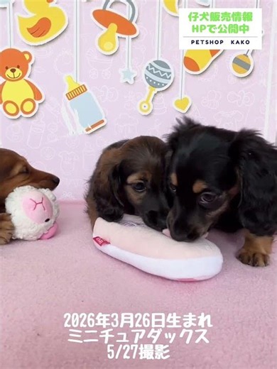 2026年3月26日生まれのトイプードル。生後62 日(5月27日撮影)#子犬 #トイプードル #仔犬 #ブリーダー #自家繁殖 #カコ #東京 #町田