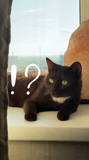 THIS sound will make a cat come running! #cats #pets #pets