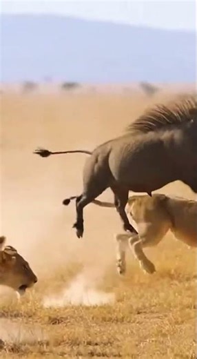 A massive boar with protruding tusks.