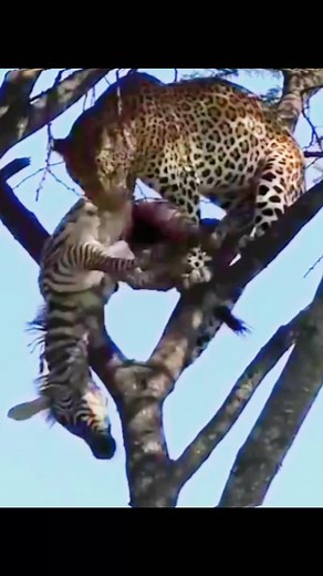 BlackCatShop on TikTok