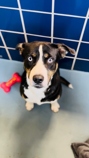 Linux (A2005950) is a 1-year-old Staffordshire mix, is neutered, heartworm-negative, and only $5 to adopt as a Purrfurred Pet! He’s patiently waiting for his forever family at BARC. • Animal ID: A2005950 | Kennel: South B26 • Linux is a handsome black-and-white boy with a big heart. Despite battling a couple of mild upper respiratory infections (URI), he’s bounced back strong and is full of love to give! • 📍 BARC Animal Shelter 3200 Carr St, Houston, TX 77026 • ❤️ Important Info: Linux is heart