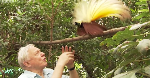 Attenborough Finds Paradise