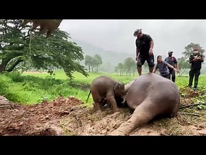 Immer wieder springt der Mann auf die Elefantenmutter. Dann passiert das Unglaubliche