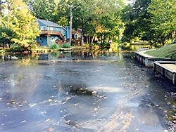 Pond Management: Biofilm or Pond Algae?
