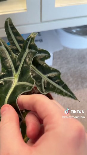 When to Cut Off Dying Leaves on Alocasia Plant