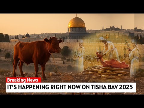 Third Temple Update: Perfect Red Heifer on Mount of Olives, Will the Ceremony happen this August?