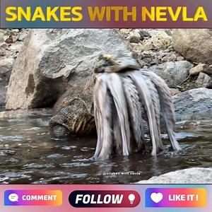 Komodo Dragon 🐉 Eating Octopus 🐙 Video #wildlife #komodo #dragon #octopus #animallover | snakes with nevla