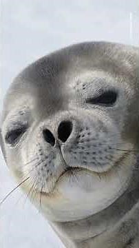 Join wildlife photographer Matthew Smith on his Antarctic expedition | #WPY #Antarctica #Wildlife