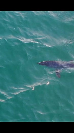 Mako Shark Backflip at Bondi Beach - Unbelievable!