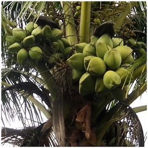 Growing a whole coconut tree from coconut fruit 🥥 | MetDaan Tips