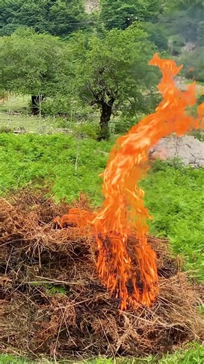 Tender chicken cooked over fire using a watermelon as a natural oven. Traditional flavors meet innovative technique #OutdoorCooking #CreativeCooking #InnovativeRecipe #Cooking | FV Stories