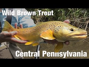 Fly Fishing Wild Brown Trout, Central Pennsylvania - Wooly Bugged