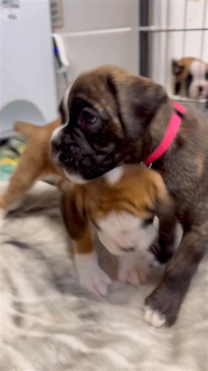Megumi puppy diaries hosted by Gracie | Boxer Madness