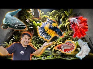 Breeding Betta Fish and Catfish: Tips for Healthy Fry and Successful Hatchings