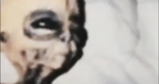 UFOs are real aliens have federal jobs Boyd Bushman