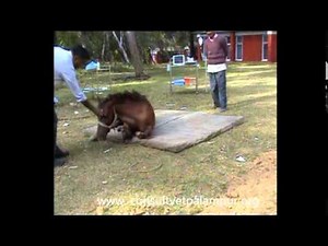 Equine Horse Anesthesia