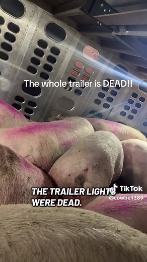 Dispatcher heart attack. #livestock #trucking #fyp #dead #pig | pig