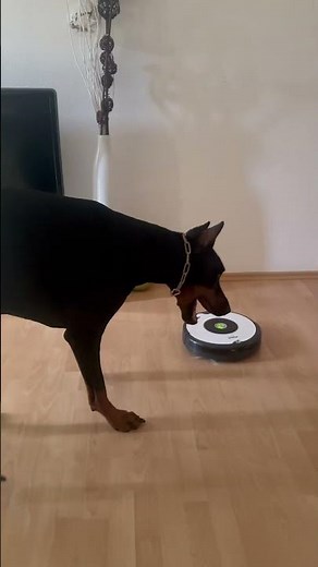 DOBERMANN Reav Trift on vacuum robot ‼️