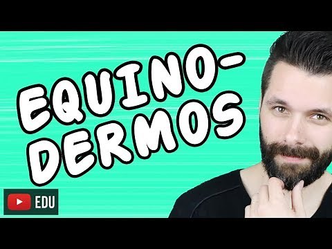 EQUINODERMOS - REINO ANIMALIA - ZOOLOGIA | Biologia com Samuel Cunha