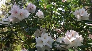 5.4K views · 339 reactions | Go to the Garden (virtually) to see delicate spring ephemerals in bloom. Wishing you peace and joy this morning. | Lewis Ginter Botanical Garden | Facebook