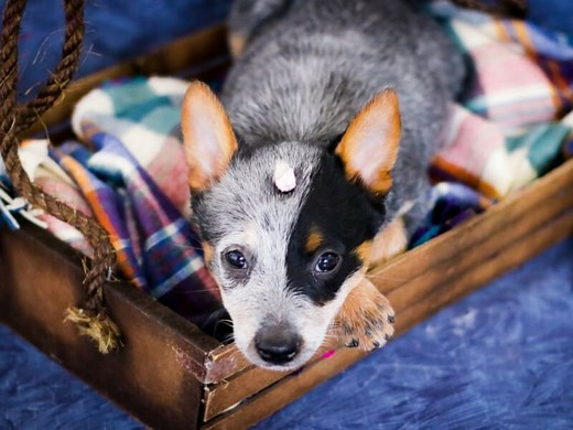 Blue Heeler Chihuahua Mix Information