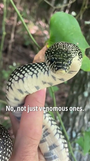 Speckled King Snake Fun Fact