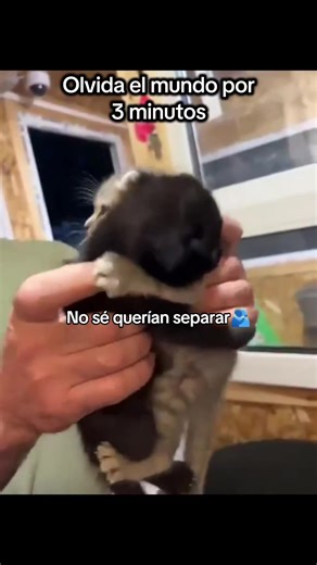 Animales más tiernos del mundo en 3 minutos