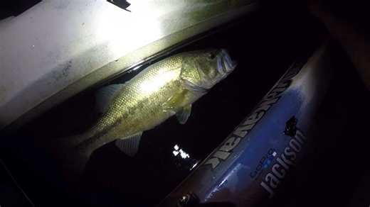 Night fishing expedition results in catching massive largemouth bass