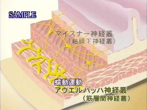 目で見る解剖と生理 第2版 Vol.10 消化系１ 口、消化管