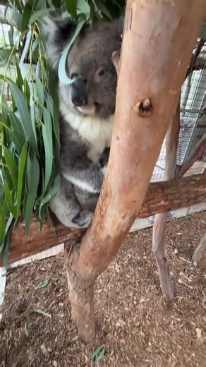 53K views · 5.1K reactions | Ashlee just wishing she was a few inches taller and she would have got a kiss  off a baby tree wombat  藍 the raymond island koala sanctuary is  love ❤️ ONYA! | Josh Neille | Facebook