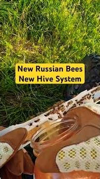 Installing a package of Russian bees into a horizontal hive