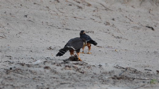 This is getter better and better. Padre Island Aplomado Falcon pair feeding on fresh kill. | David Joseph Sikes