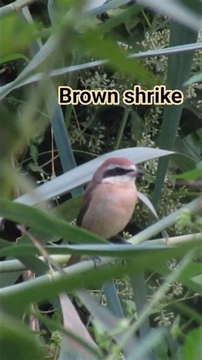 Bird video// Brown shrike// #birds #wildlife #Brown shrike