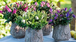 Estas son las mejores nueve plantas para cultivar en macetas