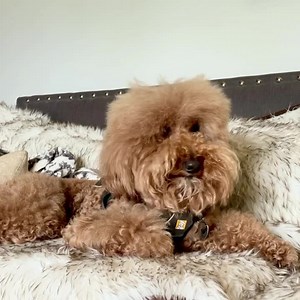 118K views · 10K reactions |  WARNING: HARDCORE JOSH FANS ONLY!!...