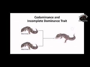 Leopard Gecko Genetics 101 Overview