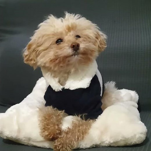 Joy barboncino toy - cane feroce che abbaia 🤣🤣🤣🤣🤣