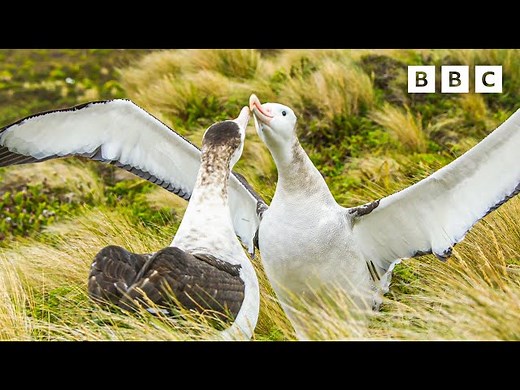 Gay sex between animals evolved for a very important reason